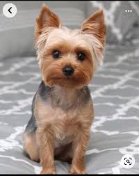 UPDATE: HOME SAFE Missing Dog Alert; Chester SC/ Center Rd area. CASH  REWARD!!! This pet is missing. If you see this pet or have any information  please message the page.