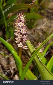 Image result for Wurmbea