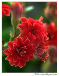 Pin On Flowers Breathtaking