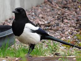 See more ideas about magpie, magpie art, bird art. Eurasian Magpie Bird Of Italy Part 1 Inaturalist