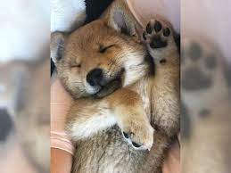 Bitte kaufen sie keine welpen der rasse shiba inu oder andere rassehunde per vorkasse über western union. Shiba Inu Welpen Ab 2022 Marktoffingen Shiba Inu Deine Tierwelt De