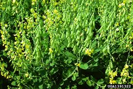 Image result for Crotalaria spectabilis