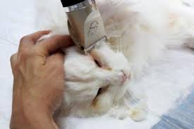 It is easy to cut your cat's skin with scissors — not to mention painful. 3 Best Clippers For Maine Coon Cats 2020 Ultimate Guide