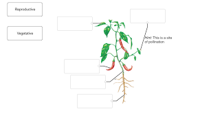 Label the parts of the tree by unscrambling the letters. Label The Parts Of The Plant As Vegetative Or Chegg Com