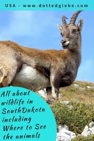 Wildlife Of South Dakota And Northern Great Plains Where What To See North America Travel Destinations South Dakota Road Trip North America Travel