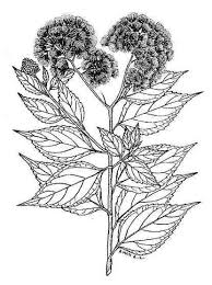 Image result for Microglossa densiflora