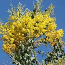 Image result for Acacia podalyriifolia