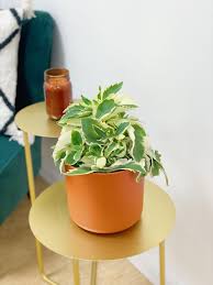 Image result for Kalanchoe laciniata