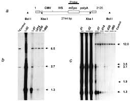 Image result for White 1999 AAV