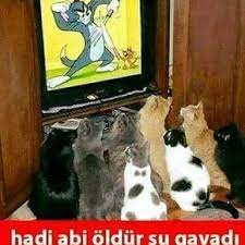 gunaydin iyigunler yenigun karikatur karikatur komik eglence kalem kedi fare tv gulmek miz kedileri seviyorum kediler ve yavrulari hayvan resimleri