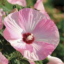 Have An Allergy Free Spring Official Blog Of Park Seed Hardy Hibiscus Mallow Flower Flower Seeds