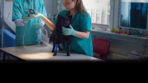 We understand pets are family and believe that all pets deserve veterinary care regardless of their family's income. Veterinary Nursing Bsc Honours Middlesex University London