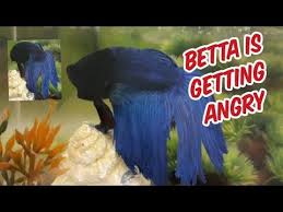 Maintenance is just as important as. My Betta Fish Is Getting Mad Youtube