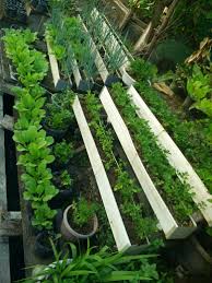 Hal ini bertujuan untuk mengestimasi kan berapa m persegi atau pun panjang dari lahan tersebut hingga anda bisa menentukan berbagai tanaman ataupun sayuran yang bisa dan memungkinkan untuk ditanam dilahan tersebut. My Mini Garden Steemkr