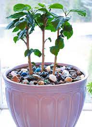Check spelling or type a new query. How To Arrange Indoor Plants With Colored Rocks Create Play Travel
