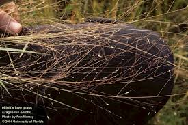 Image result for Eragrostis patens