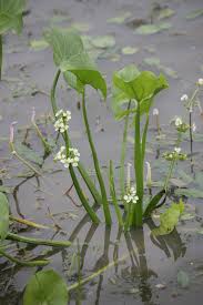 Image result for Limnophyton obtusifolium