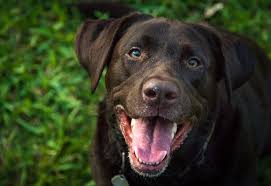 You may be surprised at what you can come up with. Chocolate Lab Names A List Of 500 Best Most Popular Names All Things Dogs All Things Dogs