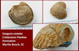 Image result for Ophrestia radicosa