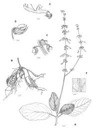Image result for Coleus kapatensis
