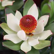 We guarantee that all our flowers are premium quality. Dakota Flower Company