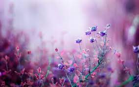 Beautiful Free Spring Flower Desktop Backgrounds Springdesktopwallpaper Beautiful Free Spri Flower Desktop Wallpaper Purple Flowers Wallpaper Flower Wallpaper