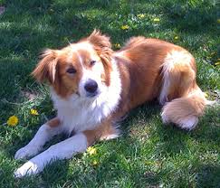 Dalmatian doberman pinscher double doodle english bulldog english bulldog hybrid english bulldog/puggle english mastiff english shepherd english. English Shepherd Dog Breed