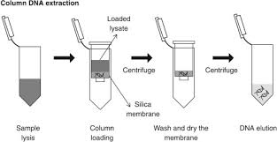 As a geneticist, i was drawn to read this book and i haven't looked back. Dna Extraction Finding The Most Suitable Method Sciencedirect