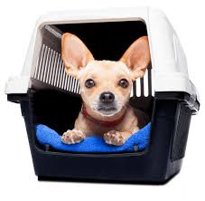August 9 at 7:49 pm ·. Services Page Airpets America Airpets America