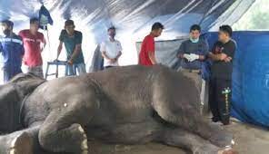 Jat… written by parry lonce1976 friday, august 6, 2021 add comment edit. Betahita Gajah Yanti Mati Di Kebun Binatang Jambi Diduga Tetanus