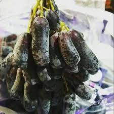 Maybe you would like to learn more about one of these? Anggur Jari Anggur Auntum Saphire Shopee Indonesia