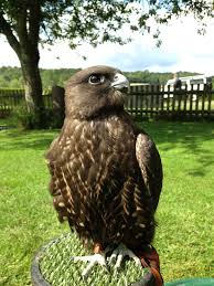 Skye He Is A Gyr And Saker Hybrid Falcon Via Leed S Castle Grounds From Fb Page Falconry Animals Leeds Castle
