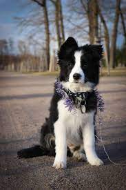 4 Month Old Puppy Toby Border Collie Puppies Collie Puppies For Sale Collie Dog