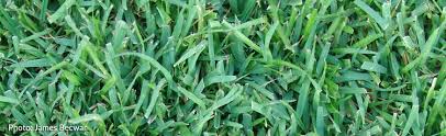 Centipede grass is actually more resistant than you may think. Centipedegrass Melinda Myers