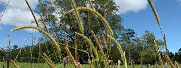 Image result for Setaria sphacelata
