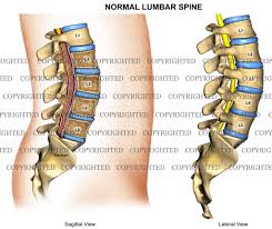 Image result for Lumbar vertebrae