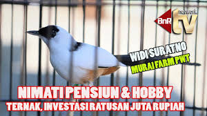 Yunita hikari, 1223202021 (2016) praktik jual beli burung peliharaan perspektif khiya>r (studi kasus di pasar burung peksi bacingah purwokerto kulon). Ternak Murai Batu Investasi Ratusan Juta Nikmati Masa Pensiun Widi Suratno Mbf Purwokerto Youtube