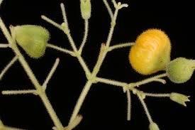 Image result for Hoslundia