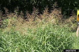 Johnsongrass: Frequently Asked Questions - Alabama Cooperative Extension  System