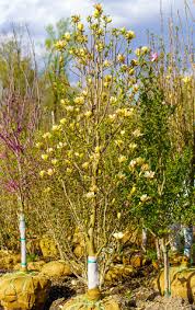 Image result for magnolie sunsation