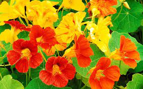 The Reason Why The Leaves Of Nasturtium Turn Yellow Why Do Nasturtium Leaves Turn Yellow Growing From Seeds In The Open Field
