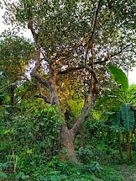 Different types of jackfruit in kerala in malayalam. Jackfruit Wikipedia