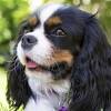 These are beautiful, sweet dogs with great personalities and impeccable bloodlines. Https Encrypted Tbn0 Gstatic Com Images Q Tbn And9gctte0ag478myok Komccmdl8uuycpo8afmbfmtfsh6v7ly1kq9b Usqp Cau