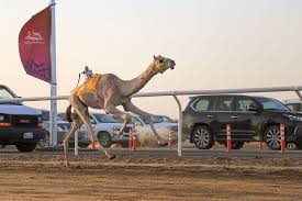 Professional camel racing, like horse racing, is an event for betting and tourist attraction. Camel Racing An Arabian Sport Loved By The Region S People Arab News