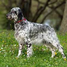 Visit hunting dog breeders to find english setters for sale in pennsylvania from breeders and kennels. English Setter Puppies For Sale Adoptapet Com