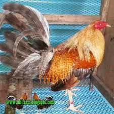 See more of ternak ayam philipina on facebook. Ali Farm Jual Ayam Filipin Import Ayam