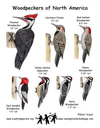 Great Woodpecker Comparison Chart Bird Identification