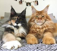 A huge maine coon size may seem adorable, but it's important to assess whether his size is due to his natural body structure or excess fat being stored. Pin On Furry Feathered Friends