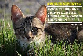 Find gifs with the latest and newest hashtags! Weltkatzentag Landesregierung Muss Kennzeichnungs Und Kastrationspflicht Fur Katzen Endlich Umsetzen Die Grunen Saar