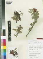 Image result for Caesalpinia rubra